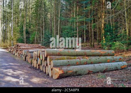 Grands arbres coupés en terre dans une forêt Banque D'Images