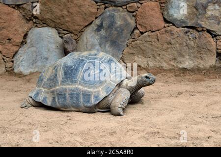 Une tortue géante solitaire d'Aldabra, connue scientifiquement sous le nom de Aldabrachelys gigantea, est l'une des plus grandes tortues au monde Banque D'Images