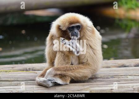 Gibbon pour les mains blanches également connu sous le nom de gibbon de Lar suce le pied. Nom latin - Hylobates lar Banque D'Images