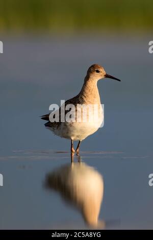 Oiseau d'eau commun. Arrière-plan coloré de l'habitat naturel. Oiseau : ruff. Philomachus pugnax. Banque D'Images