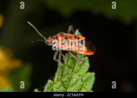 La punaise de cannelle ou la punaise de courge noire et rouge Banque D'Images