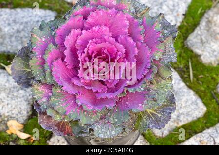 chou ornemental en violet avec rosée Banque D'Images