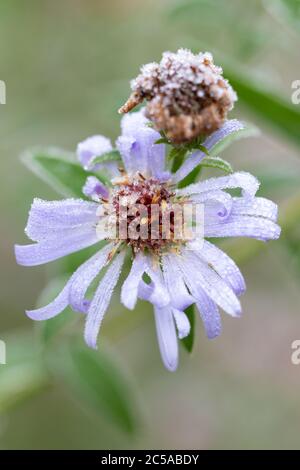 fleur d'aster en bleu avec le gel blanc macro aster cordifolius Banque D'Images
