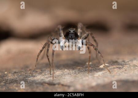 Portrait gros plan de l'araignée de Loup ayant un petit aliment Banque D'Images