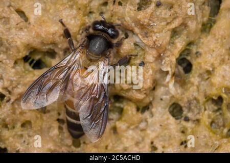 Indian Rock Honeybee API dorsata eau potable Banque D'Images