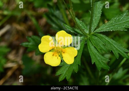 Tormentol 'Potentilla erecta'common cinquefoil, jaune 4 fleurs pétermées. Sur les sols acides légers dans tout le Royaume-Uni.Wiltshire. Banque D'Images