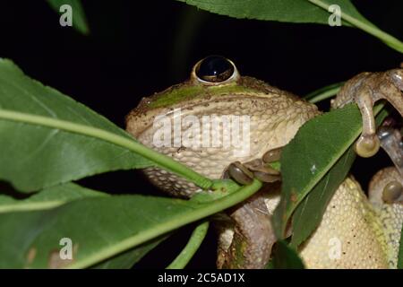 Tête d'une grenouille cubaine Osteopilus septentrionalis sur une branche d'arbre Banque D'Images