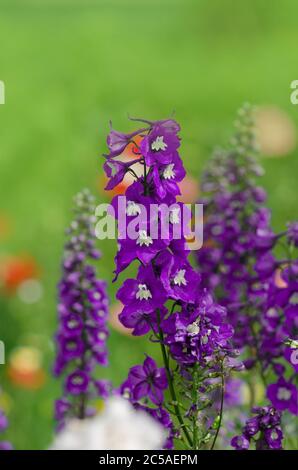 Fleurs de Delphinium violet en fleurs. Delphinium fleurs vivaces. Fleur de delphinium bleue Banque D'Images