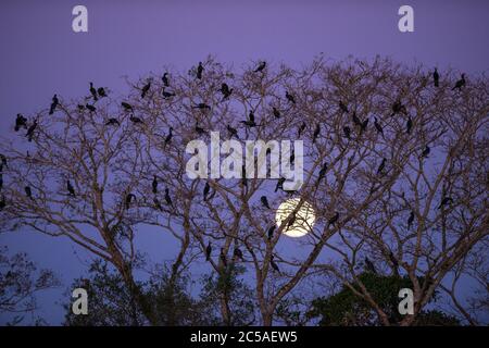 Une colonie de Cormorans néotropes (Phalacrocorax brasilianus) à la tombée de la nuit dans le Pantanal, au Brésil Banque D'Images