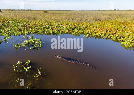 Un caiman Pantanal (Yacara caiman) nageant Banque D'Images