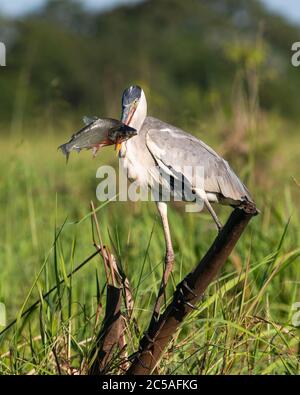 Un Héron Cocoi (Ardea cocoi) avec un poisson Curimbatá (Prochilodus lineatus) du Pantanal Nord Banque D'Images