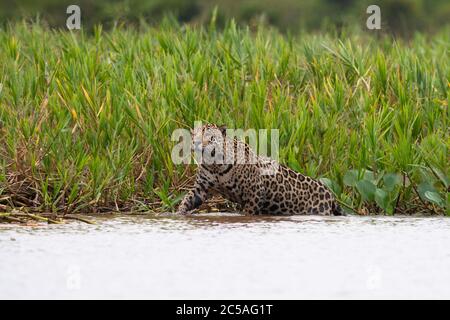 Une Jaguar sauvage (Panthera onca) du Nord du Pantanal, Brésil Banque D'Images