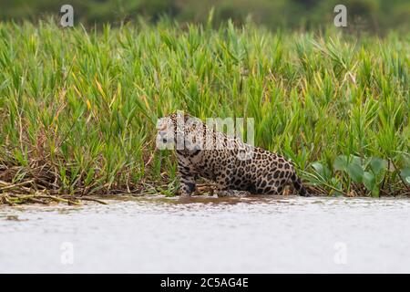 Une Jaguar sauvage (Panthera onca) du Nord du Pantanal, Brésil Banque D'Images