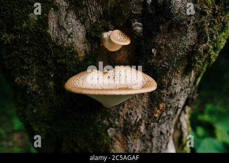 Boîte de tiderbox de jeunes champignons blancs sur un arbre dans les bois. Banque D'Images