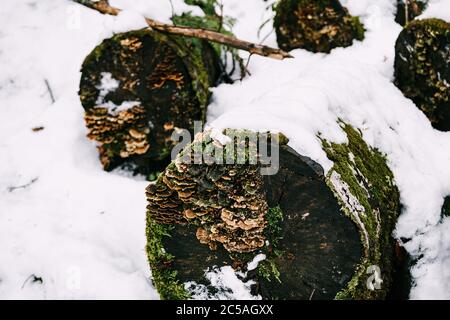 Les champignons tinder se sont développés sur des arbres pourris abattus qui se trouvent sur la neige dans la forêt. Banque D'Images