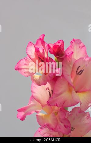 Fleurs d'un long pic terminal d'un gladiolus rose avec un mur neutre en arrière-plan Banque D'Images