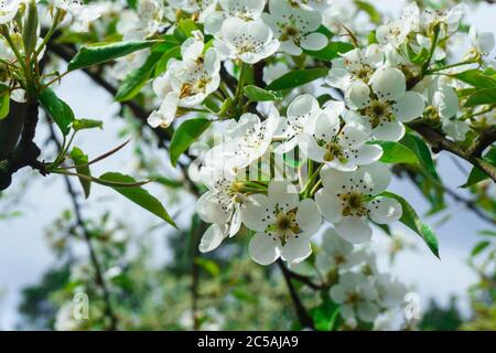 Des fleurs blanches de neige de cherrytree ont fleuri parmi les jeunes feuilles vertes dans le jardin de printemps Banque D'Images