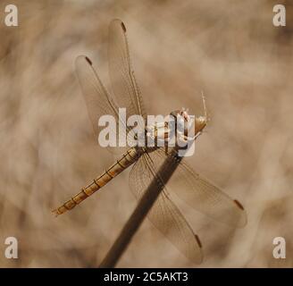 Le skimmer du Sud (Orthetrum brunneum) Banque D'Images