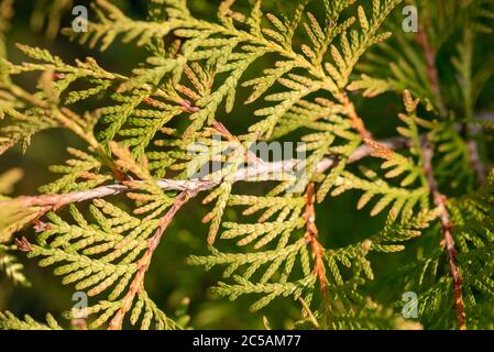 Thuja occidentalis feuillage. Gros plan de la jeune branche verte de thuja. Banque D'Images