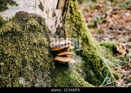 Faire dorer les champignons sur un arbre recouvert de mousse. Banque D'Images