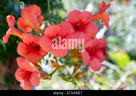 Bignonia capriolata orange trompette fleurs Banque D'Images