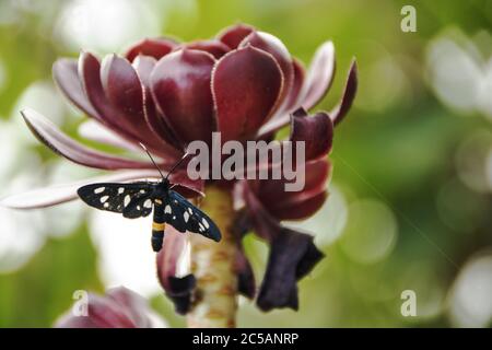 Papillon sur une plante rouge d'aeonium arboreum Banque D'Images