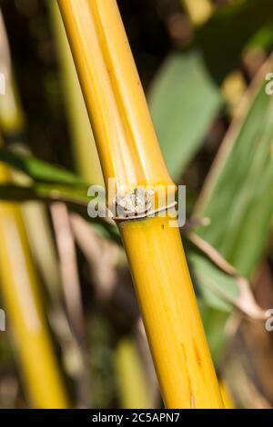 Tige de bâton de bambou jaune simple dans un jardin domestique Banque D'Images