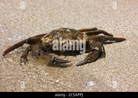 Le crabe de Carcinus aestuarii Banque D'Images
