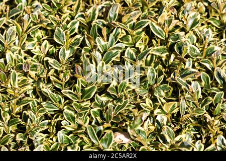 Buxus sempervirens 'Marginata' dans sa couleur d'hiver qui est un buisson vert à feuilles persistantes connu sous le nom de buis de littteleaf ou buis Banque D'Images