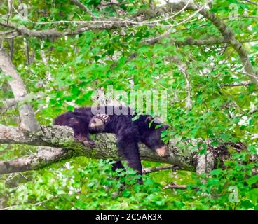 Plan horizontal d'un ours paresseux reposant sur une branche d'arbre. Banque D'Images