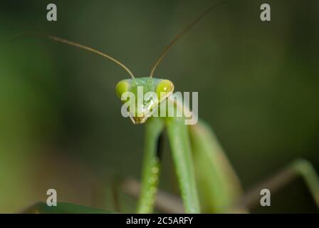 Mantis religiosa sur une branche Banque D'Images