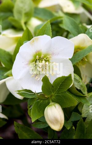 Helleborus Niger plante florale d'hiver communément appelée rose de Noël ou hellebore noir Banque D'Images