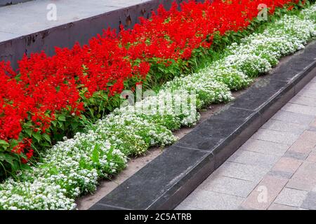 parterre à fleurs dans un parc avec une frontière en granit entre une passerelle piétonne en carreaux de pierre et des fleurs florales rouges et blanches. Banque D'Images