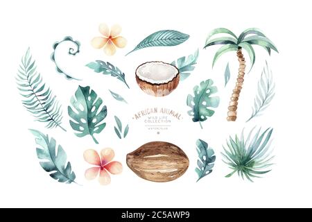 Aquarelle dessinée à la main sur fond blanc. Feuilles de palmier tropicales avec noix de coco isolées. Illustration des fruits de la nature. Aliments bio végétaliens écologiques Banque D'Images