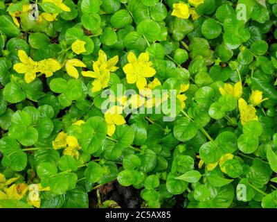 Moneywort ou jenny rampante (Lysimachia nummularia), une plante envahissante en Amérique du Nord. Région naturelle de Salt Creek Illinois. Banque D'Images