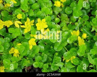 Moneywort ou jenny rampante (Lysimachia nummularia), une plante envahissante en Amérique du Nord. Région naturelle de Salt Creek Illinois. Banque D'Images