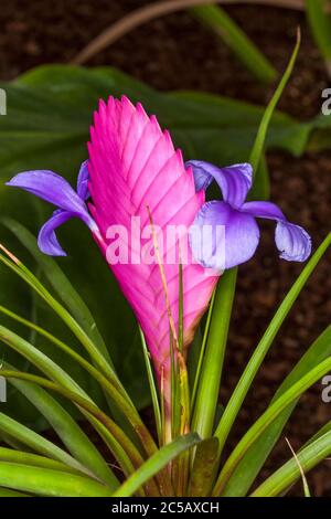 Tillandsia cyanoa (plante à l'aneth rose) plante à air de broméliade à fleurs roses d'automne de la forêt équatoriale équatorienne souvent utilisée comme plante de maison Banque D'Images