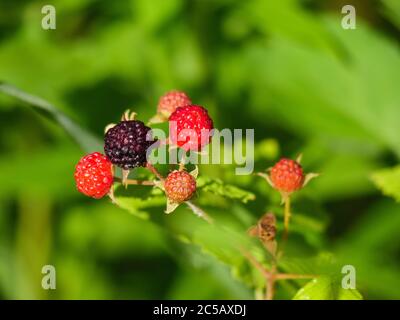 Framboise noire à divers stades de mûrissement, Rubus occidentalis. Banque D'Images