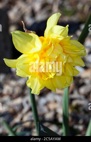 Le « beurre et œufs » de Daffodil (narcisse) grandit à l'extérieur au printemps Banque D'Images