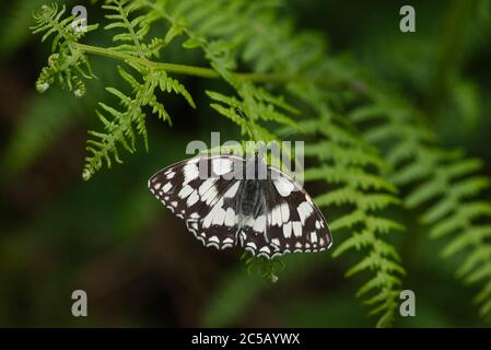 Papillon blanc marbré (Melanargia galathea) Banque D'Images