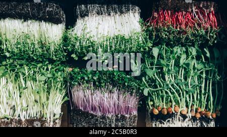 pousses mélangées de microgreen, radis, moutarde, arugula, moutarde, pois. Super cuisine. Assortiment de pousses pour bébés. Concept de saine alimentation riche en fibres, Banque D'Images
