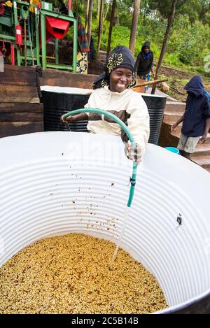 Visite de la coopérative de café de Gashonga dans la région du lac Kivu au Rwanda Banque D'Images