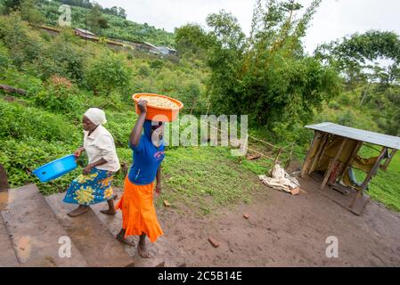 Visite de la coopérative de café de Gashonga dans la région du lac Kivu au Rwanda Banque D'Images