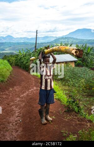 Visite de la coopérative de café de Gashonga dans la région du lac Kivu au Rwanda Banque D'Images