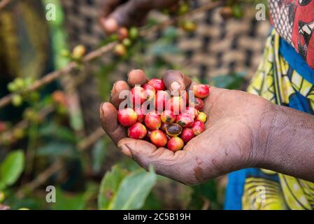 Visite de la coopérative de café de Gashonga dans la région du lac Kivu au Rwanda Banque D'Images