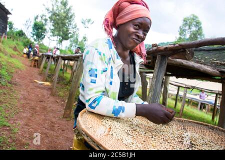 Kinyaga Washing Station et visite aux champs fermiers et à la maison Cyangugu Rwanda Banque D'Images