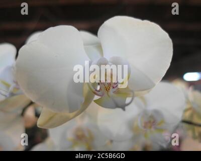 Gros plan horizontal d'orchidées blanches sur un arrière-plan flou Banque D'Images