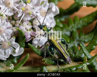 Thick-Legged Flower Beetle Banque D'Images