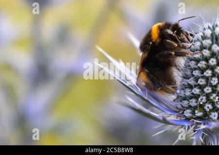 Bourdon sur le houx de mer l'insecte social sait recueillir le nectar des fleurs et polliniser des plantes de grands insectes volants noirs jaunes avec un bourdonnement distinct Banque D'Images