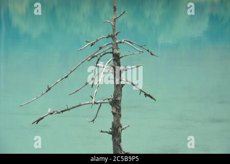 Arbre au milieu d'un lac bleu qui ressemble à un miroir Banque D'Images